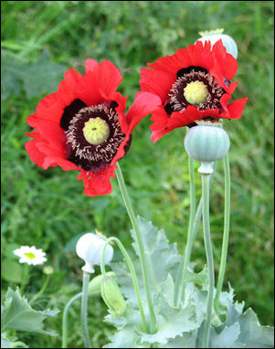 20120528-opium poppies_gone wild.jpg